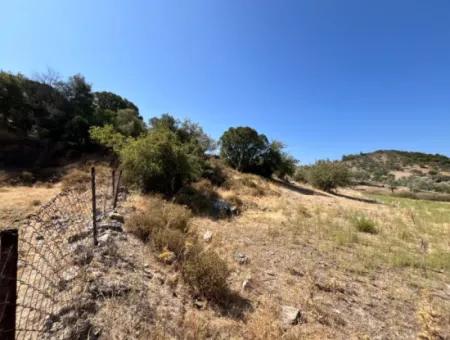 15 Acres Of Olive Grove Suitable For Investment On Seferihisar Beyler Road