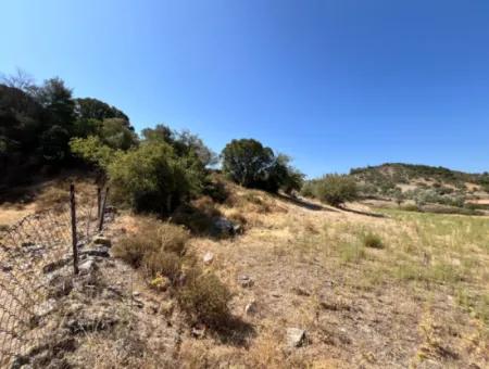 15 Acres Of Olive Grove Suitable For Investment On Seferihisar Beyler Road