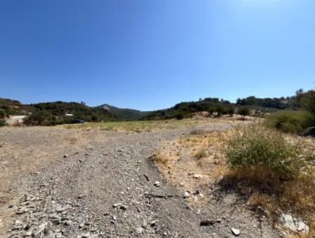 15 Acres Of Olive Grove Suitable For Investment On Seferihisar Beyler Road