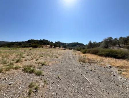 15 Acres Of Olive Grove Suitable For Investment On Seferihisar Beyler Road