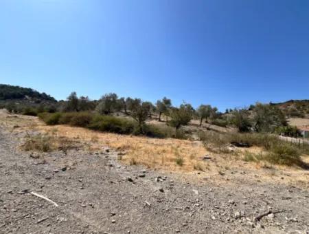 15 Acres Of Olive Grove Suitable For Investment On Seferihisar Beyler Road