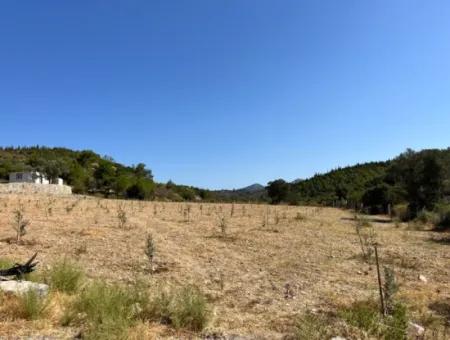 Ideal Plot For Nature Lovers! 7600 M² Vineyard House And Olive Grove Next To Kavakdere Dam