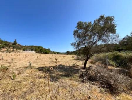 Ideal Plot For Nature Lovers! 7600 M² Vineyard House And Olive Grove Next To Kavakdere Dam