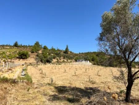 Ideal Plot For Nature Lovers! 7600 M² Vineyard House And Olive Grove Next To Kavakdere Dam