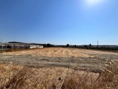 5300 M² Land Suitable For Efficient Agriculture And Animal Husbandry In Seferihisar Düzce District!