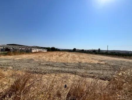 5300 M² Land Suitable For Efficient Agriculture And Animal Husbandry In Seferihisar Düzce District!