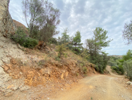 18.713 M2 Olive For Sale Suitable For Investment In Seferihisar Ulamış Neighborhood