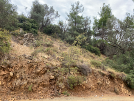 18.713 M2 Olive For Sale Suitable For Investment In Seferihisar Ulamış Neighborhood