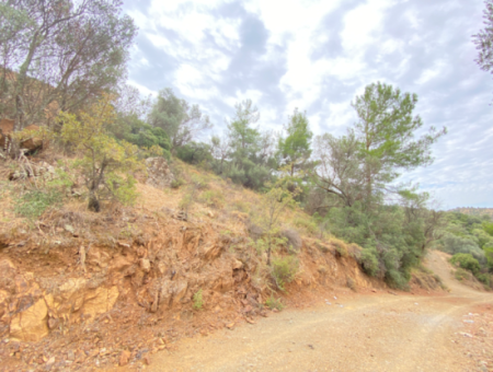 18.713 M2 Olive For Sale Suitable For Investment In Seferihisar Ulamış Neighborhood