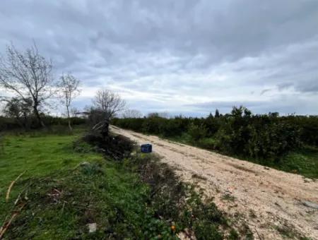 Land For Sale In Seferihisar Hidirlik: Investment Opportunity In Fertile Lands!