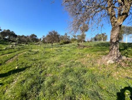 10.000 M² Cadastral Road Front, Panoramic Nature View Land For Sale In Orhanlı, Seferihisar