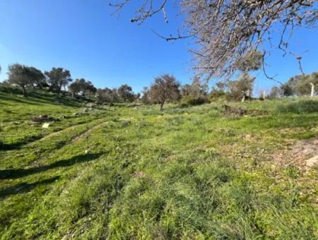 10.000 M² Cadastral Road Front, Panoramic Nature View Land For Sale In Orhanlı, Seferihisar