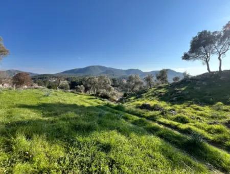 10.000 M² Cadastral Road Front, Panoramic Nature View Land For Sale In Orhanlı, Seferihisar