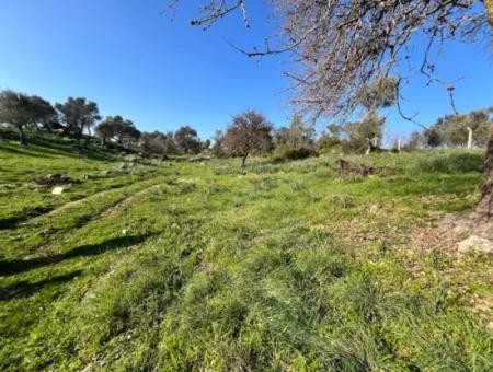 10.000 M² Cadastral Road Front, Panoramic Nature View Land For Sale In Orhanlı, Seferihisar