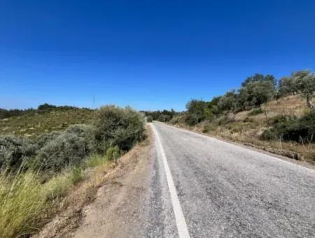 Seferihisar Beyler Köycivarı Main Road Frontage 7200M2 Olive Grove