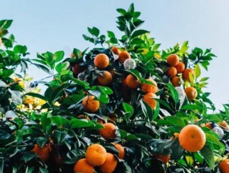 A Parcel Of Interior Tangerine Garden On Sığacık Road