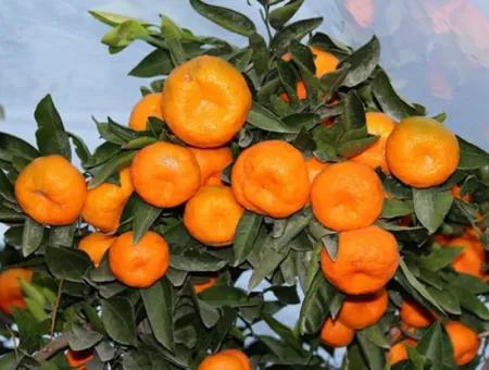 A Parcel Of Interior Tangerine Garden On Sığacık Road