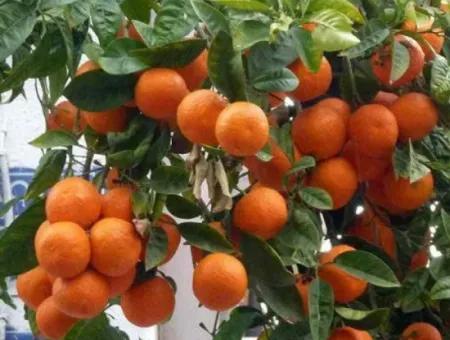 A Parcel Of Interior Tangerine Garden On Sığacık Road