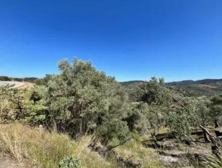 Olive Grove For Sale On Seferihisar Beyler Village Road