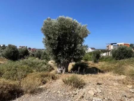 305M2, 15/30 Zoned Ready Land In Sığacık Girlen