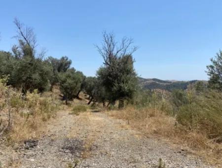 Olives For Sale In Seferihisar Ulamiş Neighborhood, 12945 M2, Suitable For Investment