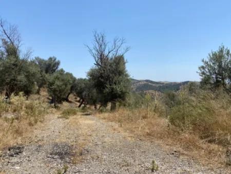 Olives For Sale In Seferihisar Ulamiş Neighborhood, 12945 M2, Suitable For Investment