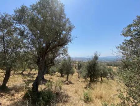 Olives For Sale In Seferihisar Ulamiş Neighborhood, 12945 M2, Suitable For Investment