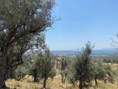 Olives For Sale In Seferihisar Ulamiş Neighborhood, 12945 M2, Suitable For Investment