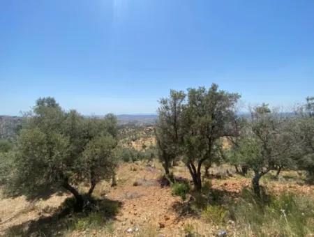 Olives For Sale In Seferihisar Ulamiş Neighborhood, 12945 M2, Suitable For Investment