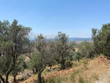 Olives For Sale In Seferihisar Ulamiş Neighborhood, 12945 M2, Suitable For Investment