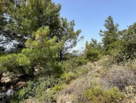 20 Acres Of Land Close To Zoning On Uzbek Road In Urla Rustam