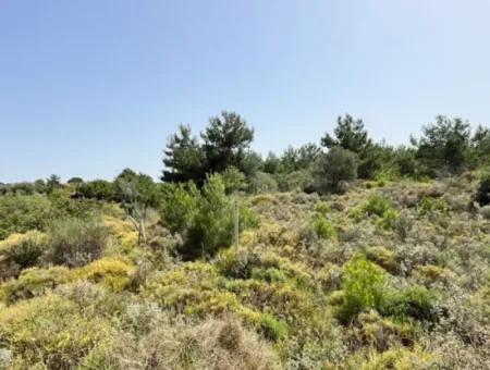 20 Acres Of Land Close To Zoning On Uzbek Road In Urla Rustam