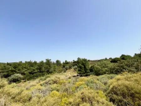 20 Acres Of Land Close To Zoning On Uzbek Road In Urla Rustam