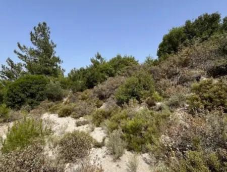 20 Acres Of Land Close To Zoning On Uzbek Road In Urla Rustam