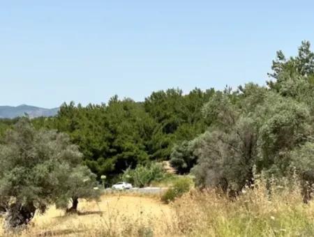 20 Acres Of Land Close To Zoning On Uzbek Road In Urla Rustam