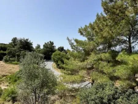 20 Acres Of Land Close To Zoning On Uzbek Road In Urla Rustam