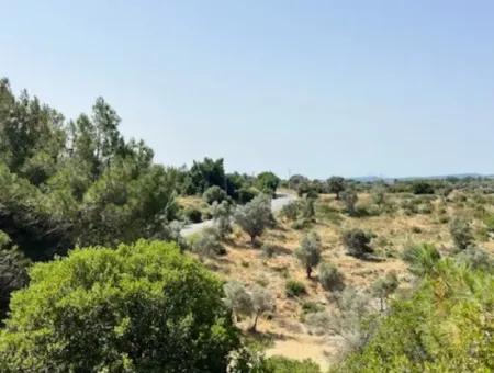 20 Acres Of Land Close To Zoning On Uzbek Road In Urla Rustam