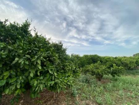 Tangerine Garden For Sale 2628M2 In Seferihisar Düzce Village