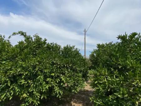 5291 M2, Tangerine Garden For Sale Suitable For Investment In Seferihisar Hidirlik Neighborhood