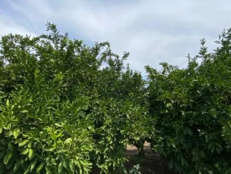 5291 M2, Tangerine Garden For Sale Suitable For Investment In Seferihisar Hidirlik Neighborhood