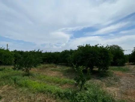 5291 M2, Tangerine Garden For Sale Suitable For Investment In Seferihisar Hidirlik Neighborhood