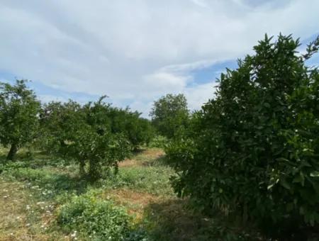 5291 M2, Tangerine Garden For Sale Suitable For Investment In Seferihisar Hidirlik Neighborhood