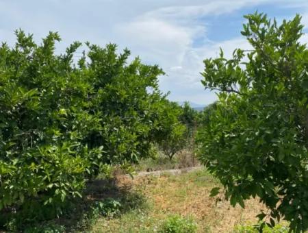 5291 M2, Tangerine Garden For Sale Suitable For Investment In Seferihisar Hidirlik Neighborhood