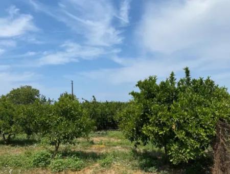 5291 M2, Tangerine Garden For Sale Suitable For Investment In Seferihisar Hidirlik Neighborhood