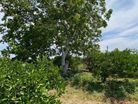 5291 M2, Tangerine Garden For Sale Suitable For Investment In Seferihisar Hidirlik Neighborhood