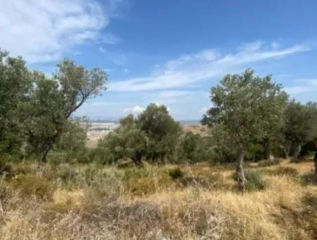 18.114 M2 Olive For Sale With Cadastral Road In Seferihisar