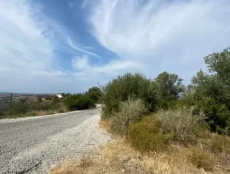 18.114 M2 Olive For Sale With Cadastral Road In Seferihisar