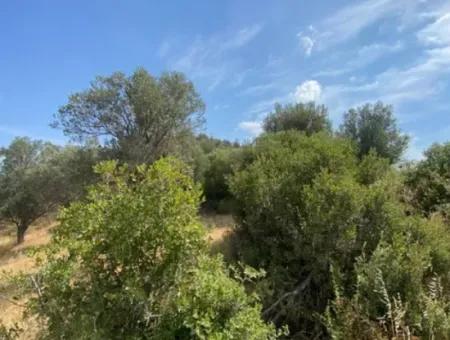 18.114 M2 Olive For Sale With Cadastral Road In Seferihisar