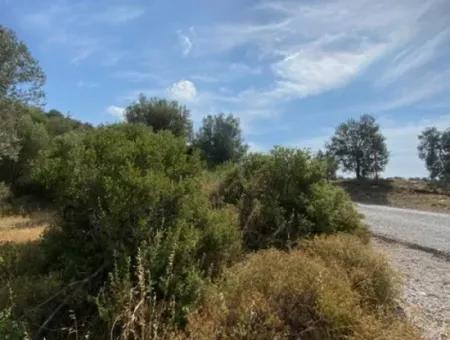 18.114 M2 Olive For Sale With Cadastral Road In Seferihisar