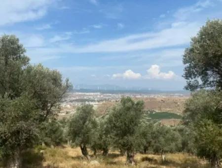 18.114 M2 Olive For Sale With Cadastral Road In Seferihisar